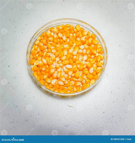 Corn is a Producer of Carbohydrates that are Good for the Body Stock