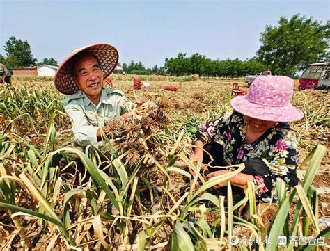 好景山东长势喜人！临沂郯城大蒜迎来收获季，蒜农笑开怀情报员齐鲁空气