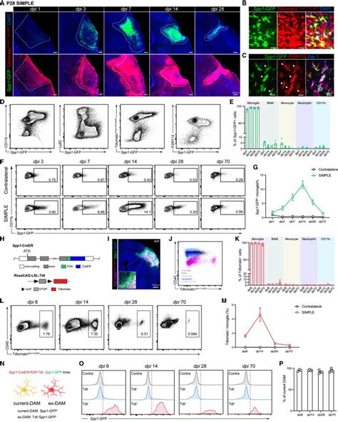 Fate Mapping Of Spp1 Expression Reveals Age Dependent Plasticity Of Disease Associated Microglia