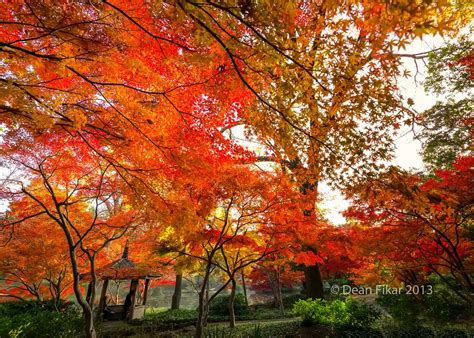 23 Fall Japanese Garden Fort Worth Ideas You Cannot Miss | SharonSable