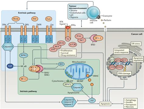 Apoptosis Pathway Anygenes