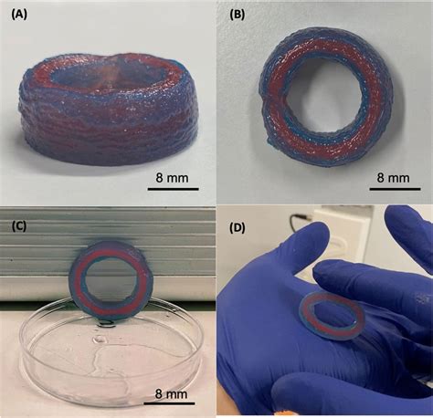 Frontiers D Bioprinting Of Multi Layered Segments Of A Vessel Like