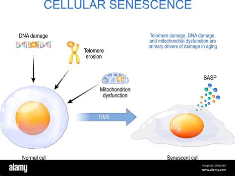 Zelluläre Seneszenz Von der normalen zur seneszenten Zelle Telomere