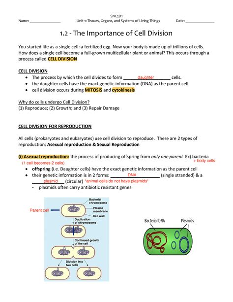 The Importance Of Cell Division Snc D Name