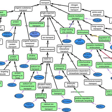 Gene Ontology Go Biological Process Network Of The “transport System” Download Scientific