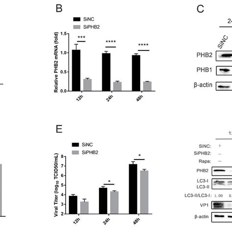 Knockdown Of PHB2 Inhibits EV A71 Infection And Autophagy A RD Cells