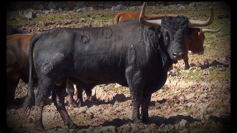 L Visita Ganader A De Toros Medina Sidonia El Mirador Del Valle