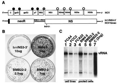 Replication Of Subgenomic Replicons In Huh7 Cells A Physical Map Of