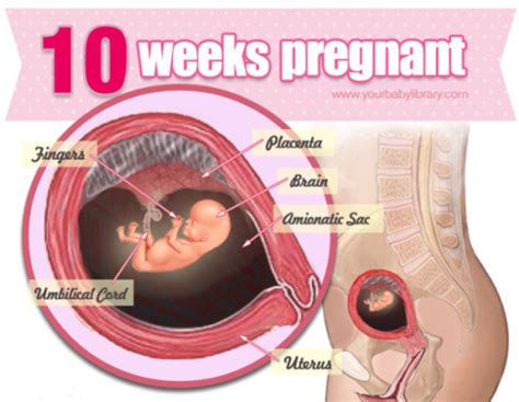 Fetal Development timeline | Timetoast timelines