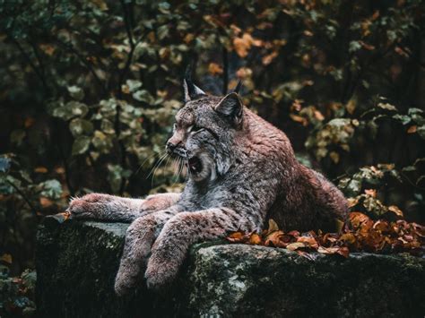 Felidae Freeyork