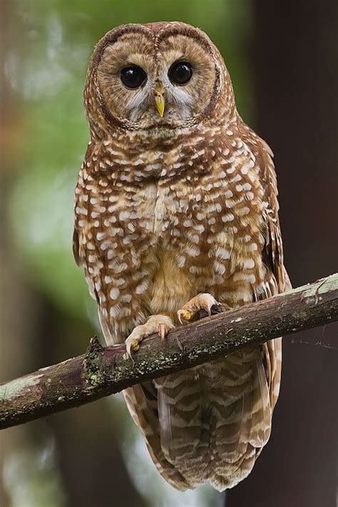 Spotted Owl Strix Occidentalis Is A Species Of True Owl It Is A