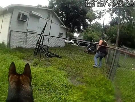 Hillsborough County Sheriff S K9 And Gang Unit Team Up To Apprehend Two