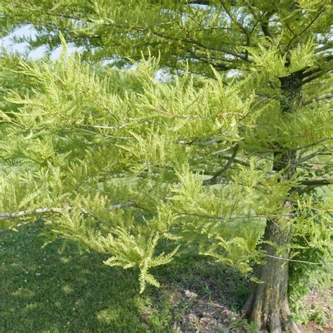 Taxodium Distichum Bald Cypress From Panther Creek Nursery