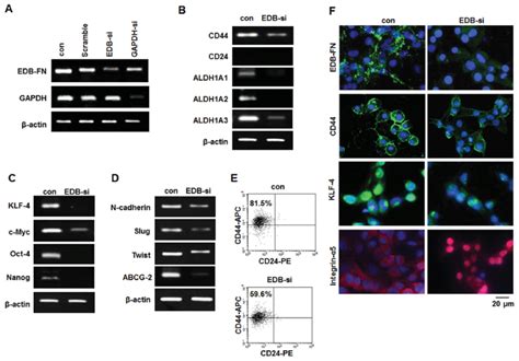 A RT PCR Analysis On The Knockdown Effi Cacy Of EDB FN SiRNA