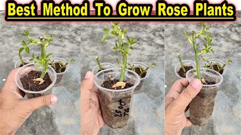 How To Grow Rose Plants From Cuttings In Winters Most Easy Method To