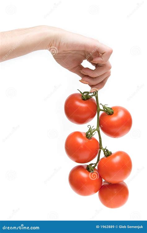 Hand Holding A Cluster Of Tomatoes Stock Image Image Of Hand Giving