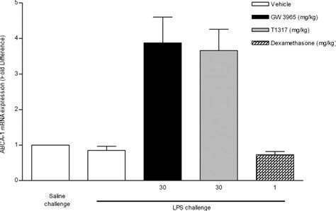 ABCA 1 MRNA Expression In Rat Lung Tissue After Treatment With LXR