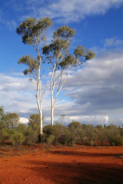 Eucalyptus Trees Australia Stock Image Image Of Green Leaves 1958467