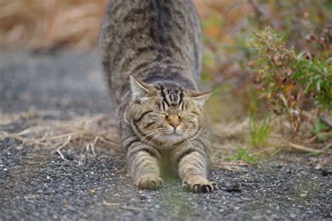 猫は長く伸びるのはなぜ？体を伸ばす理由やリラックスのサインを解説 ねこちゃんホンポ