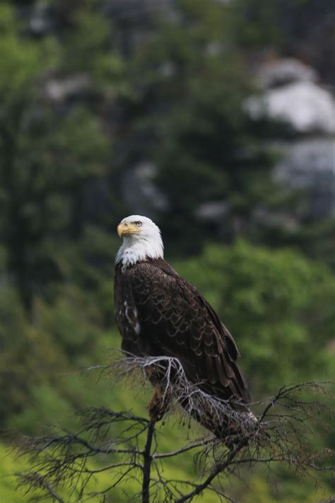 Bald Eagle Smithsonian Photo Contest Smithsonian Magazine