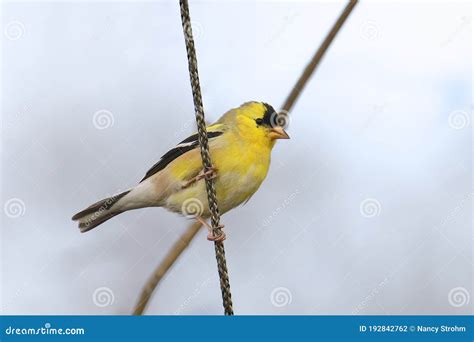 American Goldfinch Breeding Male Stock Photo - Image of finch, seed: 192842762