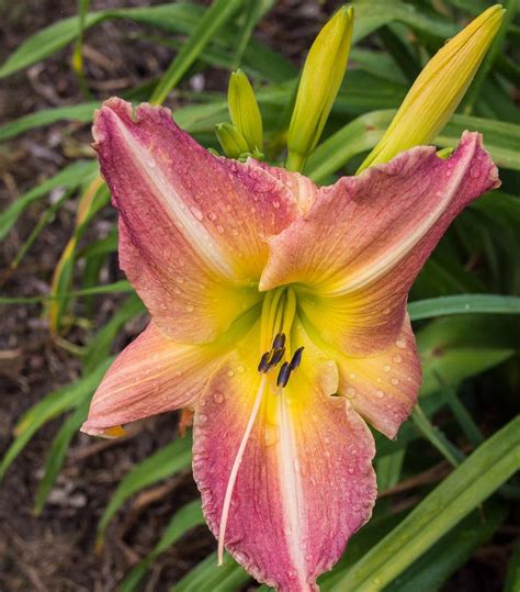 Photo Of The Bloom Of Daylily Hemerocallis George Caleb Bingham