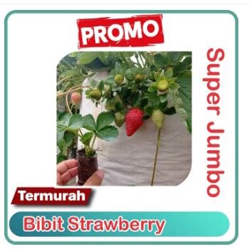 Jual Bibit Strawberry Mencir Siap Tanam Shopee Indonesia