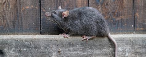 Norway Rat Identification Control Guide For FL Property Owners