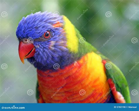 Colorful Parrot Stock Photo Image Of Feathers Beak Close 5782198