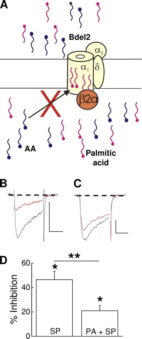 Exogenously Applied Palmitic Acid Blocks Bdel2 Current Inhibition By