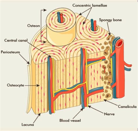 Describe the Microscopic Structure of Bone and Cartilage