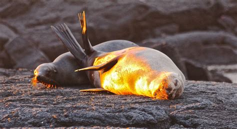 Fernandina Island Espinoza Point Galapagos The Galápagos Flickr