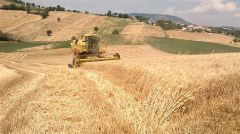 Grano Duro Biologico In Sicilia Via Libera Alla Deroga Si Potr