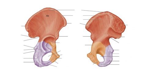 BIO 201 Chapter 2 Hemipelvis Diagram Quizlet