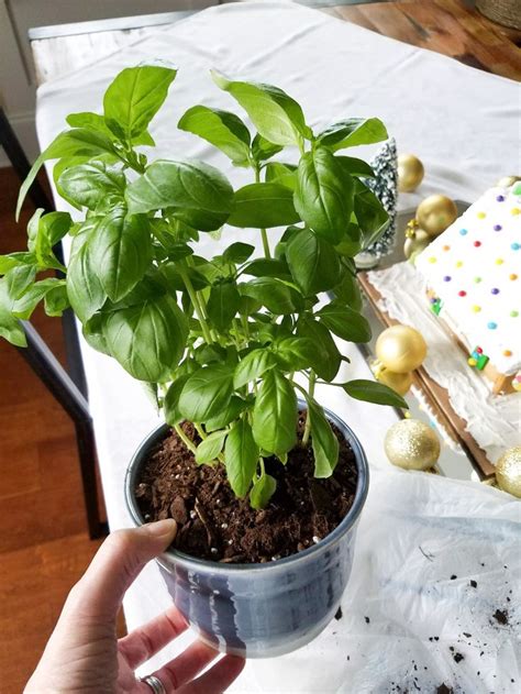 Grow Basil Indoors For Winter Growing Basil Indoors Growing Basil Basil Plant Indoors