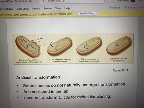 Bacteria Sex And Immunity Diversity Of Life Part A Flashcards Quizlet