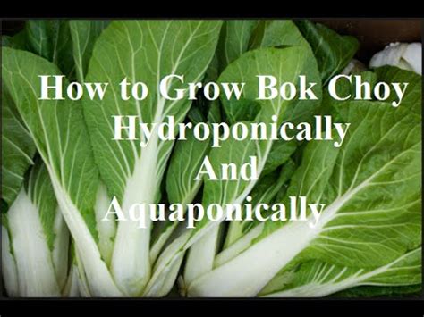 How To Hydroponics Easy Bok Choy Complete Guide To Organic Aquaponic