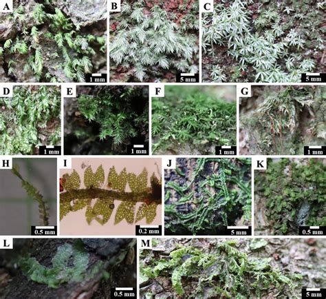 Epiphytic Bryophytes In The Study Area Acrocarpous Mosses A