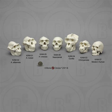 Set of 7 Primate Skulls, Half Scale | Anatomy bones, Primates, Human bones