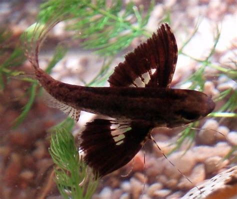 Cool Critters | Tropical freshwater fish, Aquarium fish, Butterfly fish