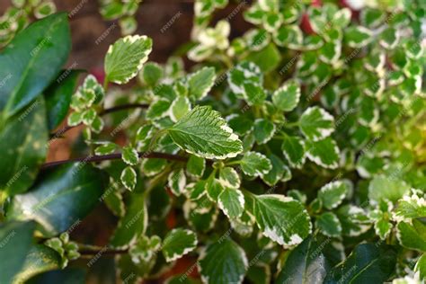 Premium Photo Plectranthus Coleoides Marginatus Or White Edged