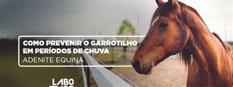 Arquivos Saudeequina Labovet Produtos Veterinários