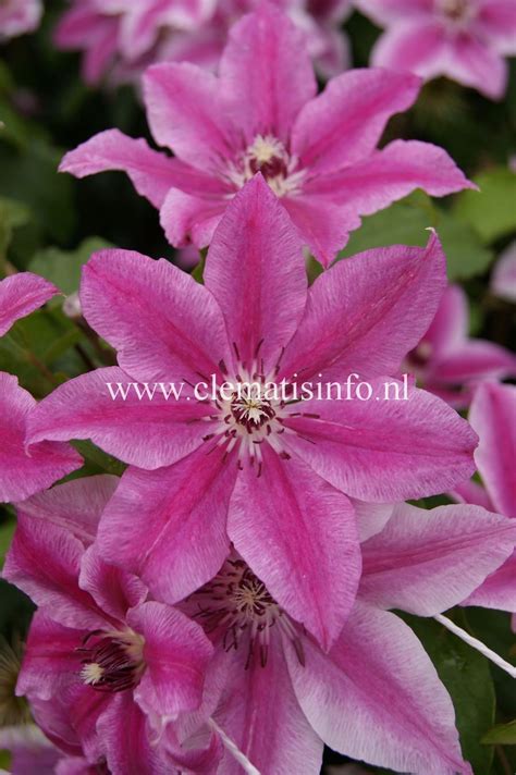 'Carnaby'