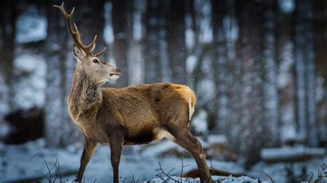 Winter Forest Animals Wallpapers - Wallpaper Cave