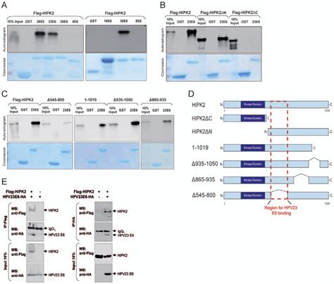 Hipk2 And Hpv23 E6 Proteins Interact In Vitro And In Vivo A C Gst Download Scientific