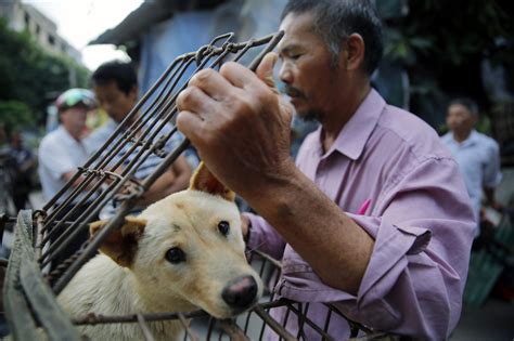 China Holds Annual Dog Meat Eating Contest Despite Protests