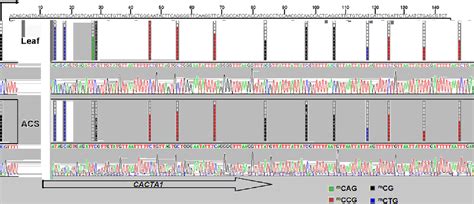 Figure From Promoter Dna Hypermethylation And Gene Repression In