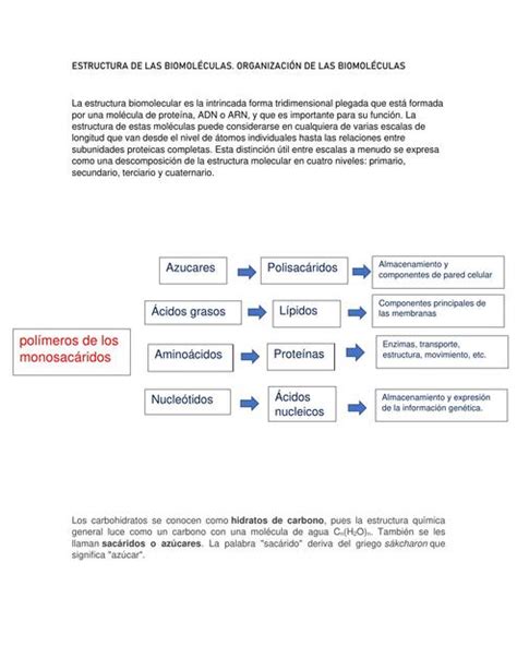 Estructura De Las Biomol Culas Organizaci N De Las Biomol Culas