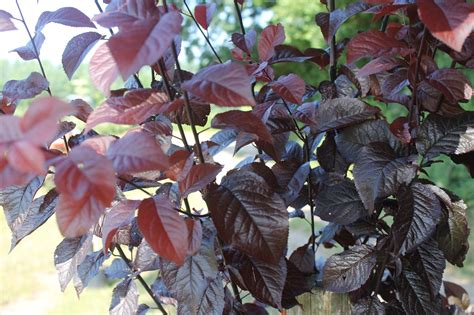 Prunus Cerasifera Pissardii Nigra Thompsons Plants And Garden Centres