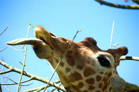 Premium Photo Close Up Of Giraffe Against Clear Sky